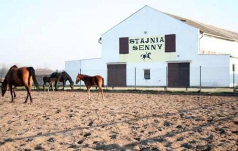 Noclegi Przy Stajni Senny - Horse Riding Leba Exterior photo